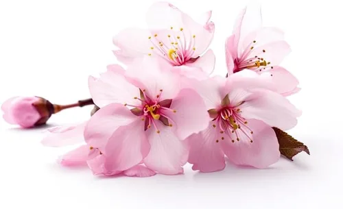 Vista 2 de Semillas de árbol bonsái - Flor de cerezo japonés (10 semillas)