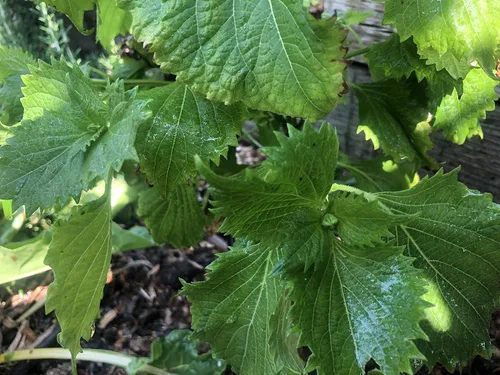 Vista 2 de 2 paquetes de Perilla Zi Su Green Shiso - 50 semillas por paquete