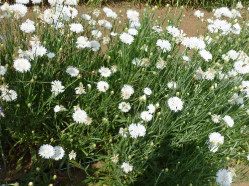 Vista 2 de Botón de soltero, semillas blancas altas, 500 semillas, hermosas flores de color blanco.