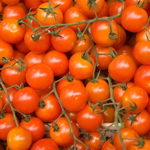 Vista 2 de Planta de tomate cherry, planta inicial de tomate vivo de 4 pulgadas