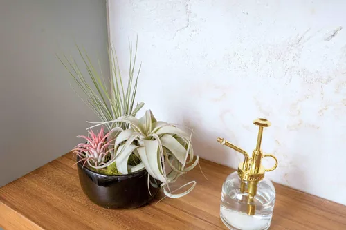Vista 4 de Regadera de cristal para plantas – Botella de spray de 8 onzas de oro para plantas – Regadera con una sola mano para plantas