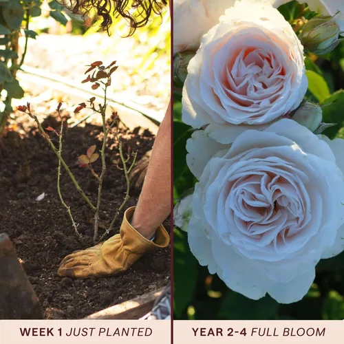 Vista 3 de Heirloom Roses Rose Plant - Amber Abundance® Apricot Rose Bush, English Legend Planta viva para plantar al aire libre