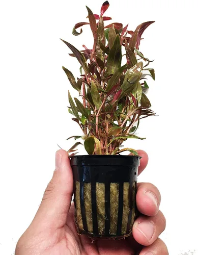 Vista 3 de Alternanthera Rosaefolia - Planta de acuario vivo en maceta, decoración tropical de agua dulce