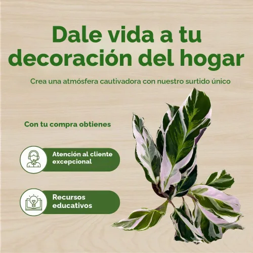 Vista 6 de BubbleBlooms Calathea Stella White Fusion abigarrada en maceta de 2 pulgadas Tiny Minie Pixie Plant