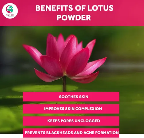 Vista 4 de Yogi's Gift Polvo de flor de loto Nelumbo Nucifera 8 oz (227 gramos) 100% puro y natural pétalos de loto en polvo para cabello y piel