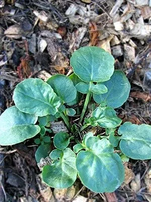 Vista 2 de Berro (paquete de más de 25 semillas) - Marca COOL BEANS N SPROUTS - Sin OMG - Jardinería en casa