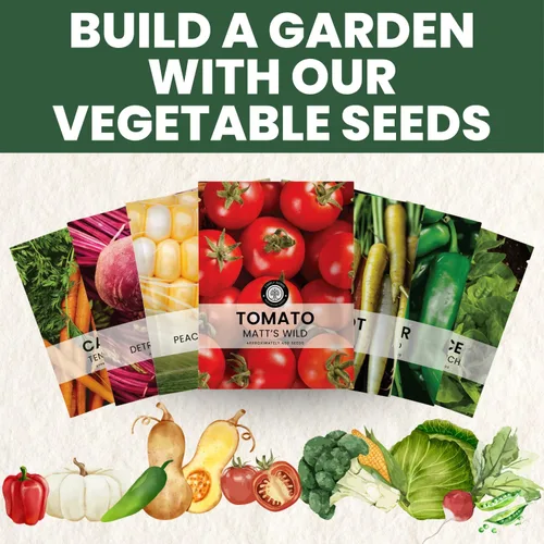 Vista 6 de Matt's Wild Cherry Tomate – 400 semillas premium para plantar – Tomates cherry prolíficos, dulces y de crecimiento vigoroso para la temporada 2026