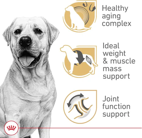Vista 2 de ROYAL CANIN Labrador Retriever 5+ Alimento seco para perros adultos, bolsa de 28 libras