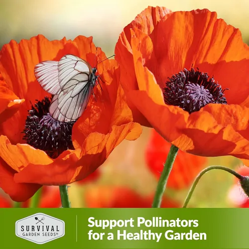 Vista 5 de Survival Garden Seeds Paquete de 1 amapola oriental para plantar, paquete de semillas con instrucciones para cultivar Papaver Orientale en tu hogar