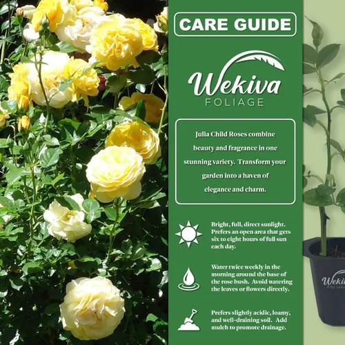 Vista 2 de Julia Child Rose Bush - 2 plantas iniciadoras vivas en macetas de 2 pulgadas - Rosas bellamente fragantes de Florida - Una hermosa rosa con flores