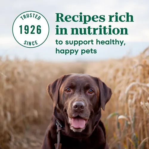 Vista 5 de Nutro Max Senior - Alimento seco para perros con pollo criado en granja, bolsa de 25 libras