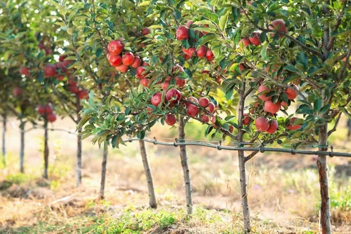 Vista 2 de Semillas de Manzano para Plantar - 30 Semillas - Malus pumila, Manzano Común
