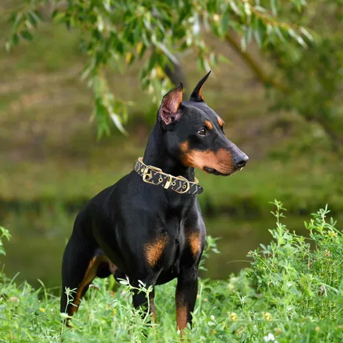 Vista 5 de Juego de collar y correa de cuero para perro, correas de collar de perro con patrón de cuadros, hebilla de metal ajustable y duradera para perros