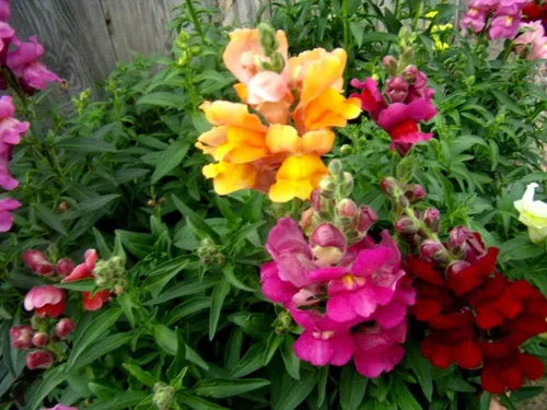 Vista 2 de Mezcla de flores de Snapdragon Tall 1000+ semillas para plantar para jardín de flores