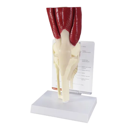 Vista 12 de Humano Mini Muscled Joint Anatomical Model Set #1900 Human Body and Anatomy Replica for Physiology Education, Anatomical Model for Doctor's
