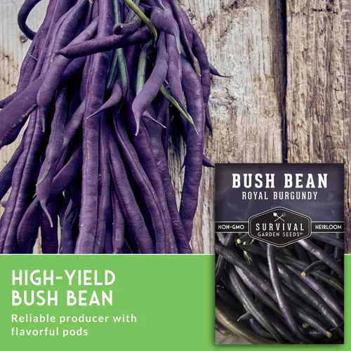 Vista 5 de Survival Garden Seeds - Semilla de frijol burdeos real para plantar - Paquete con instrucciones para plantar y cultivar frijoles morados sin hilo