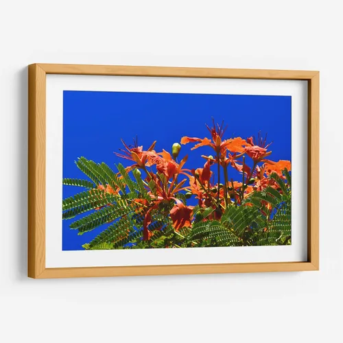 Vista 9 de Canvas Lab Lienzo decorativo para pared Árbol Flamboyan, Cancún por el artista Luis Velasco – Tamaño: 12 x 8 in - Tema: Botánico, Floral,Naturaleza