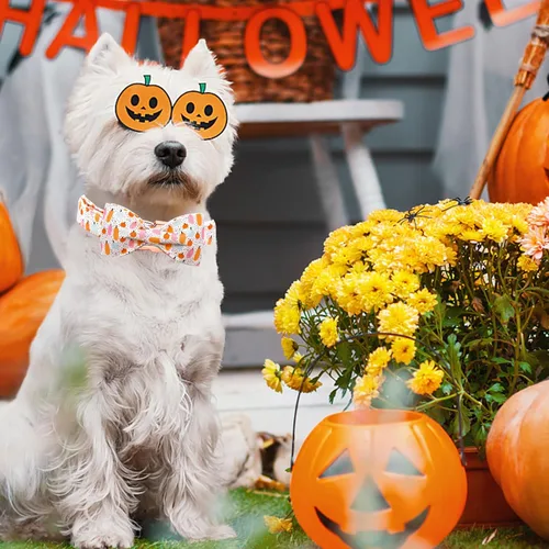 Vista 5 de Elegant little tail Collar de perro de Halloween, collares de perro de otoño naranja calabaza collar de mascota festivo collar de corbatín