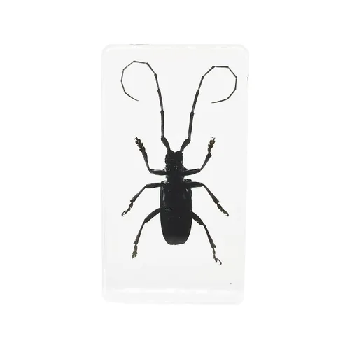 Vista 2 de Especímenes reales de insectos de escarabajo de cuernos largos en manualidades de pisapapapeles, colección de taxidermia de animales para educación