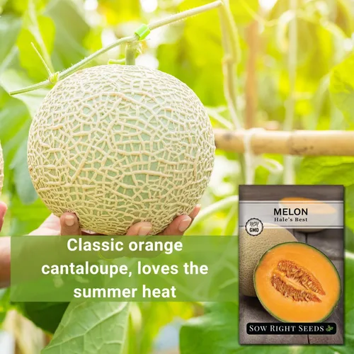 Vista 3 de Sow Right Seeds - Las mejores semillas de melón de Hale para plantar - Paquete de reliquia sin OMG con instrucciones para plantar un huerto casero