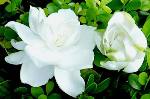 Vista 2 de 100 semillas de Gardenia Jasminiodes Jazmín de Cabo Jazmín aromático Arbusto Semillas tradicionales