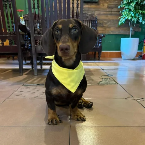 Vista 2 de Pañuelo para perro amarillo sólido de alta calidad, bufanda triangular ajustable de algodón suave de lujo para perros grandes, cómodo, elegante