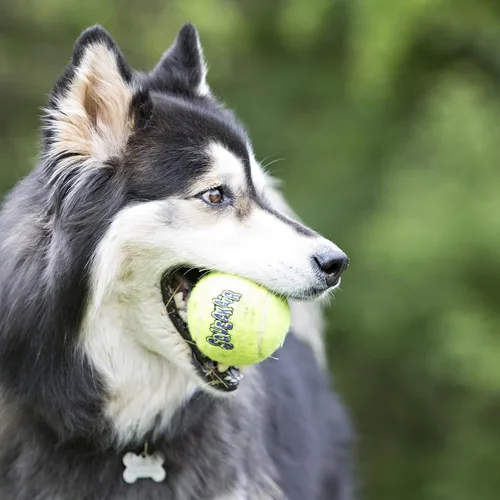 Vista 2 de KONG - Pelotas Squeakair (paquete de 6) - Pelotas de tenis chirriantes de primera calidad, suaves con los dientes - para perros medianos