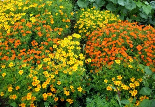 Vista 3 de Seeds4planting - Caléndulas Mezcla Mexicana Tagetes Flores Anuales Sin OGM