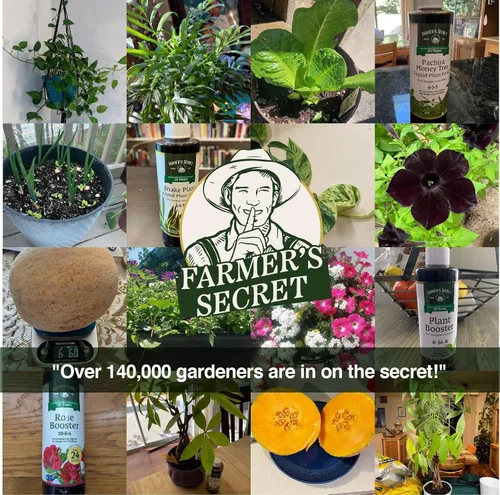 Vista 6 de Farmer's Secret Fertilizante líquido de anturio para plantas (8 onzas), súper concentrado, promueve el crecimiento y la floración, proporción 4:15:12