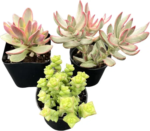 Vista 14 de Sprout N Green Colección de suculentas coloridas, 3 plantas suculentas vivas totalmente enraizadas en maceta de inicio de 2 pulgadas, decoración
