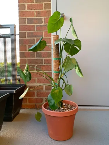 Vista 2 de LE TAUCI Lazos para plantas, cinta de jardín para plantas, soporte reutilizable ajustable más grueso para el crecimiento, agarre fuerte, enredaderas