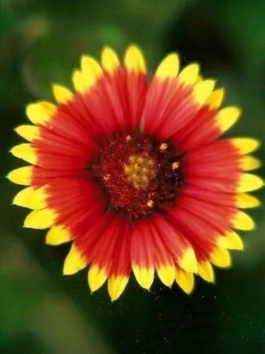 Vista 5 de Gaillardia - Manta india con diseño de flores de jardín de Seed Kingdom Bulk de 1 libra