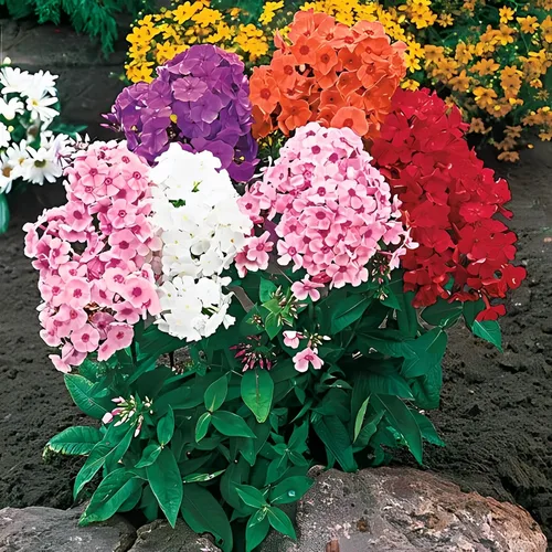 Vista 2 de Votaniki Hardy Tall Phlox Mix - Flores fragantes, Phlox perenne raíz desnuda lista para plantar Exhibición de jardín de larga duración - Fácil
