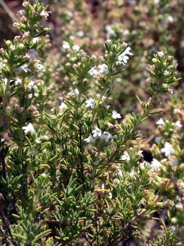 Vista 3 de Spanish Thyme Seeds, Thymus Zygis, Red Thyme, Tumillo, Hardy Zones 6-10, 100 Seeds
