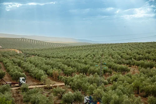 Vista 9 de Seasons AOVE Arbequina Aceite de Oliva Virgen Extra – Aceite de oliva español suave y mantecoso, prensado en frío para cocinar, aderezos y inmersión