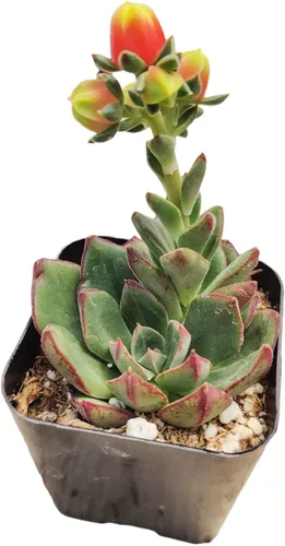 Vista 6 de Plantas suculentas de cactus vivos de USKC (2 "Pot Aloe Juvenna 'Tiger Tooth Aloe')