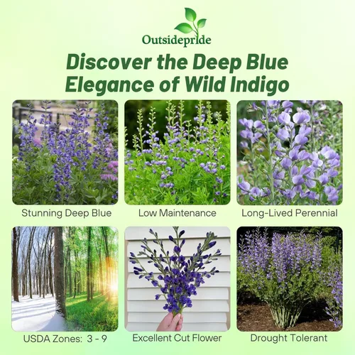 Vista 5 de Outsidepride Semillas azules de índigo falso para plantar, 50 flores perennes con hábito de crecimiento alto, tolerantes al frío, plantas