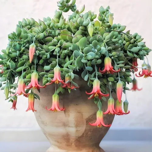 Vista 3 de Cotyledon Pendens - Planta suculenta viva - Maceta de 4 pulgadas Planta de interior rara Suculenta de interior de fácil cuidado