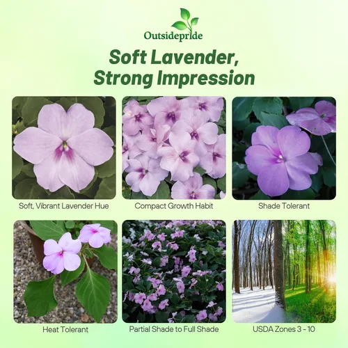 Vista 2 de Outsidepride Extreme Lavender Impatiens - Semillas de flores – 100 piezas anuales, compactas y aptas para polinizadores, semillas de Impatiens