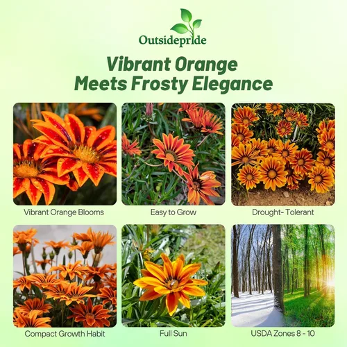 Vista 2 de Outsidepride Kiss Orange Frosty Flame Gazania Semillas para plantar – 25 piezas de semillas perennes, de bajo mantenimiento, tolerantes a la sequía