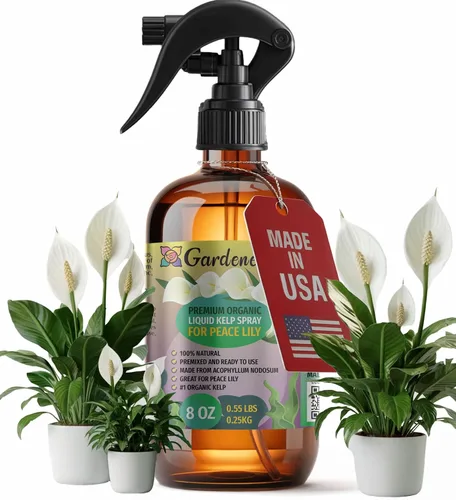 Vista 17 de GARDENERA Spray orgánico profesional de algas marinas para plantas AGLAONEMA – 8 oz – Rocío fertilizante de algas marinas y algas marinas totalmente