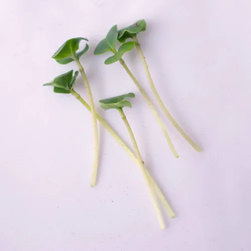 Vista 6 de Semillas de microgreens de brócoli – 1 onza ~ 1000 semillas – Alta germinación, semilla premium para cultivar microverduras de brócoli – Sin OMG