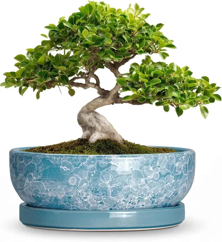 Vista 22 de Succulent Pots, 6 Inch Ceramic Bonsai Pots with Saucer, Blue