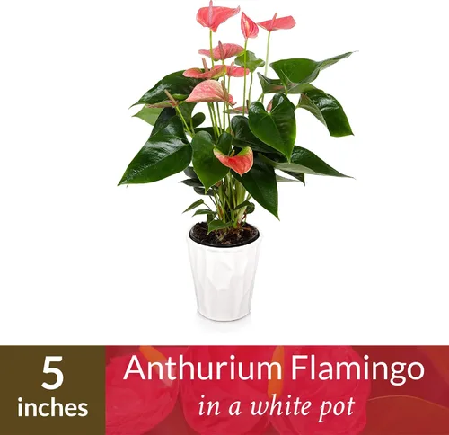 Vista 2 de Just Add Ice Anthurium Plant - Plantas vivas de fácil cuidado, 5 pulgadas de diámetro, color rosa