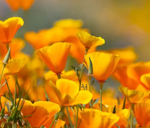 Vista 10 de Variedades exóticas de semillas de amapola para plantar (200 semillas por paquete) - Fácil de cultivar, se envía desde Iowa, Estados Unidos