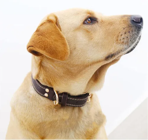 Vista 3 de Collar para perro de cuero enrollado, duradero, fuerte, mediano, grande, ajustable, suave, transpirable, acolchado, con hebilla de aleación