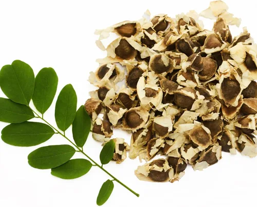 Vista 8 de 100 semillas de moringa para plantar, semillas de plantas vegetales de Moringa Oleifera para jardinería al aire libre