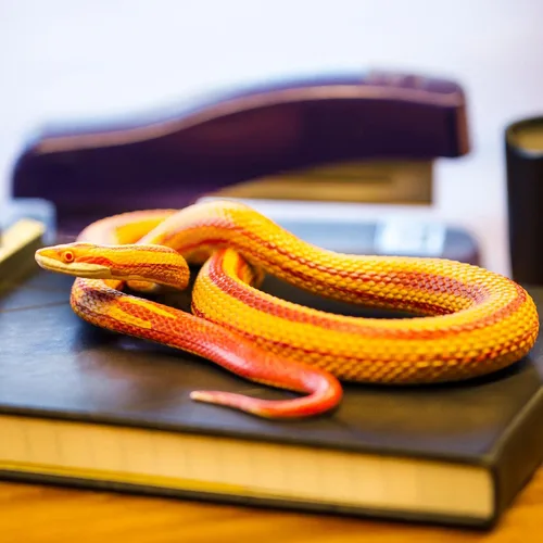 Vista 10 de Safari Ltd. Figura de serpiente de maíz, figura realista de modelo de 5.25 pulgadas, juguete educativo para niños, niñas y niños a partir de 3 años