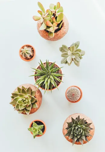 Vista 7 de Roca de lava negra Bolsa de 2 cuartos Tamaño de partícula de 1/4 pulgadas Agregado de suelo para bonsái, cactus, suculentas, acuarios y más