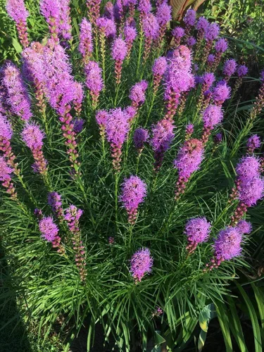 Vista 6 de Semillas Pink Blazing Star/Liatris/Flores perennes